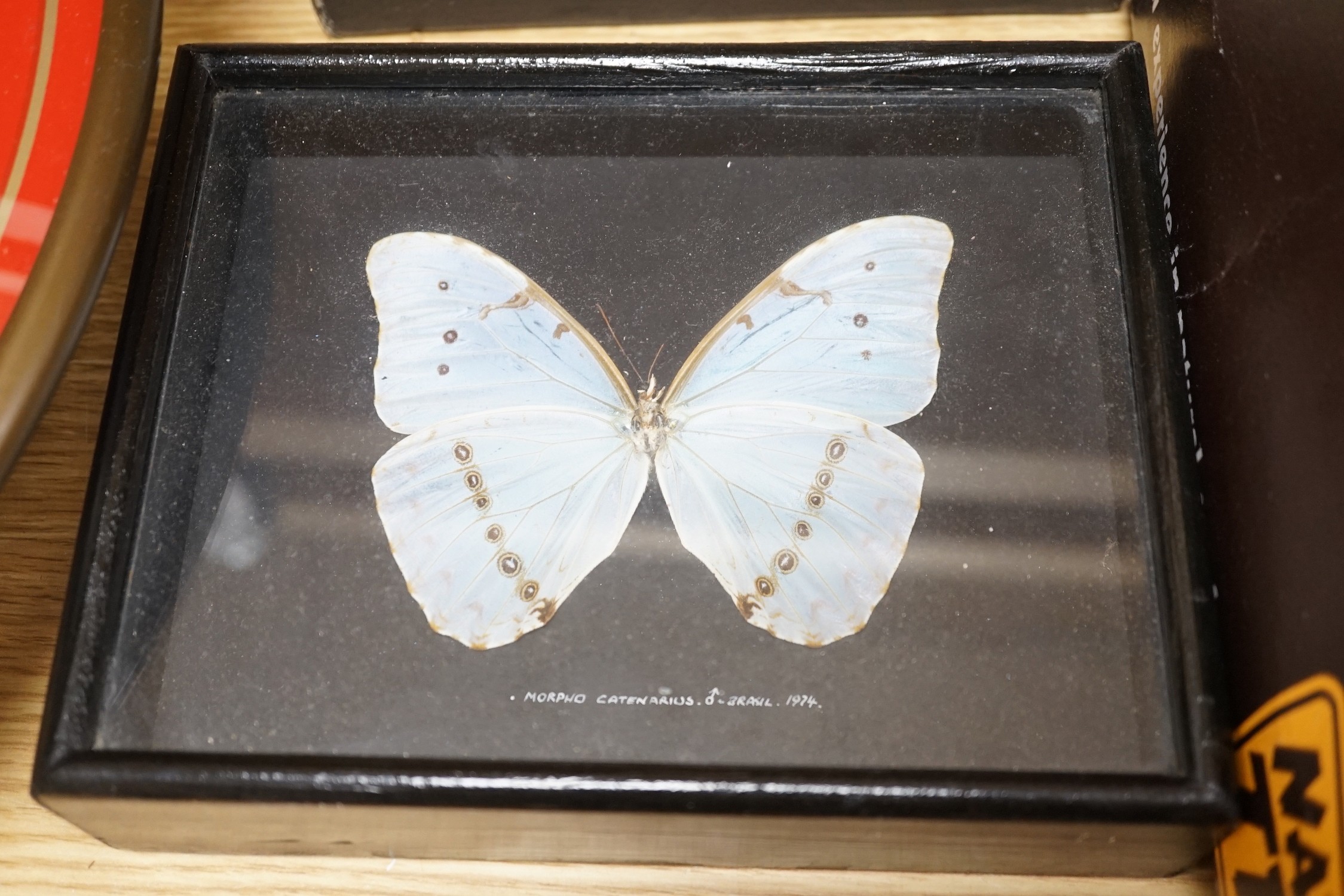 Two cased taxidermic butterflies, stag beetle, one other beetle and two ostrich eggs